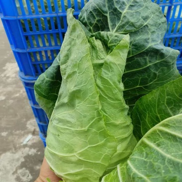 牛心菜
