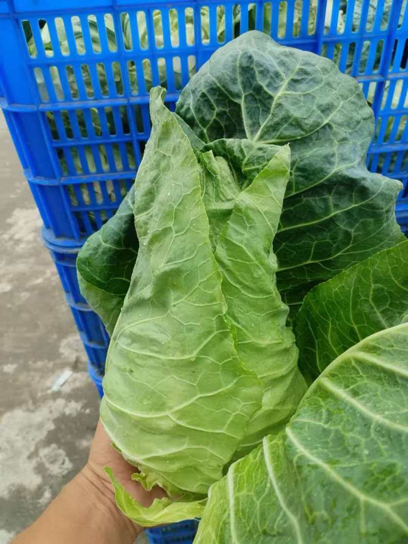 牛心菜