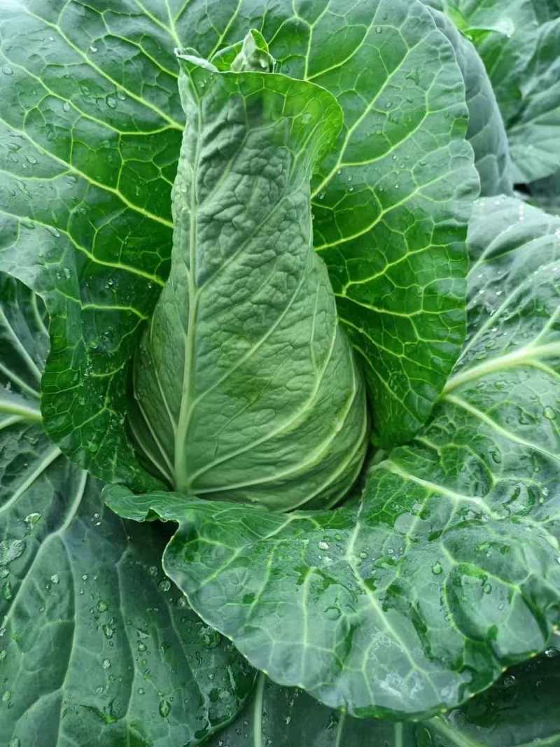 牛心菜