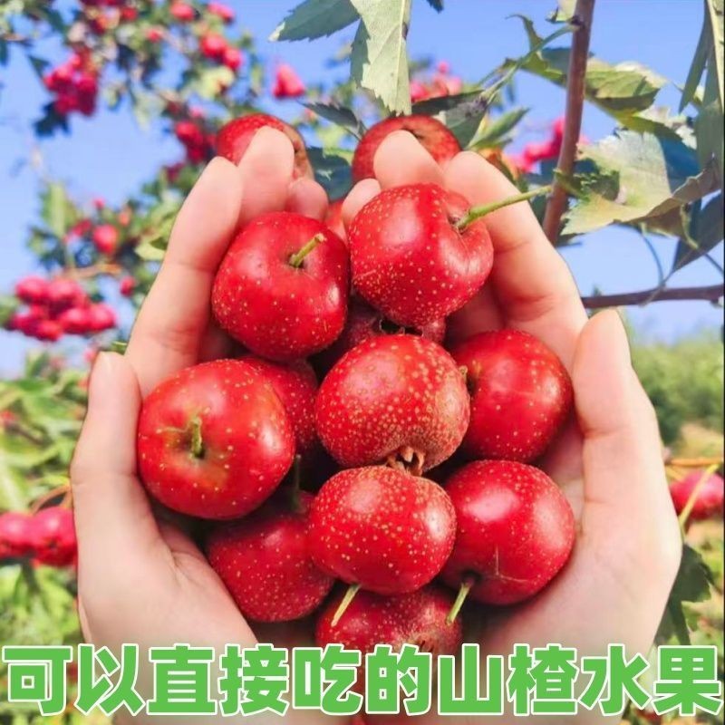 甜红子山楂