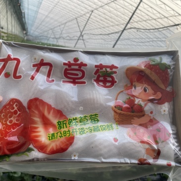 丹东九九草莓