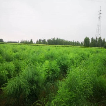 芦笋根苗五年龄F1，根系发达当年定植当年高产芦笋种植金蝉