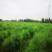 芦笋根苗五年龄F1，根系发达当年定植当年高产芦笋种植金蝉