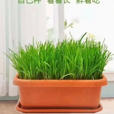 黄韭盆景