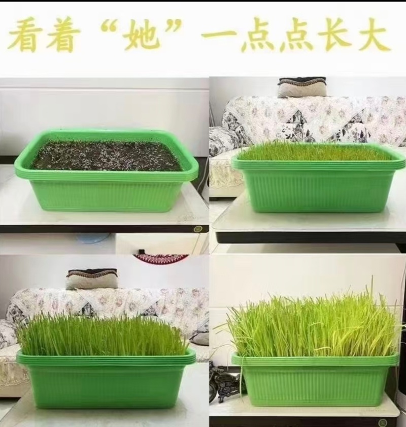 黄韭盆景