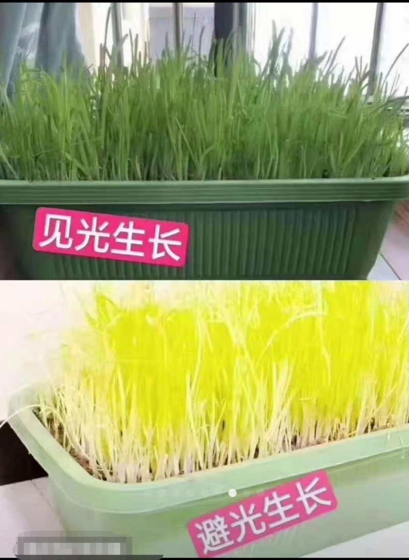 黄韭盆景