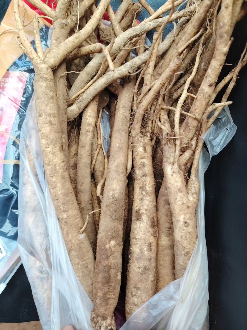 威宁黄党参