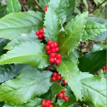 野生草珊瑚
