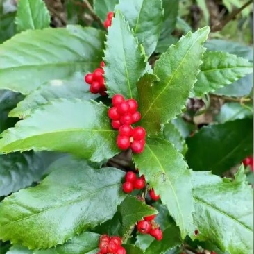 野生草珊瑚