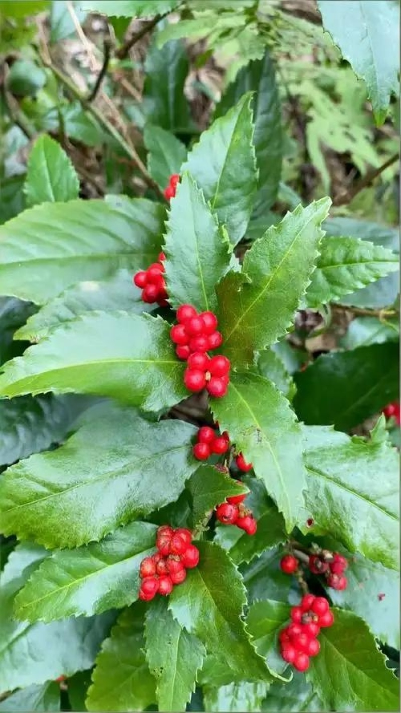 野生草珊瑚