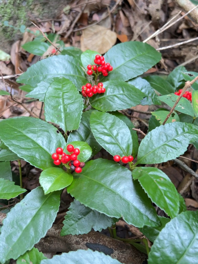 野生草珊瑚