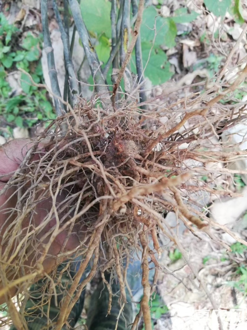 野生草珊瑚