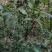 野生草珊瑚
