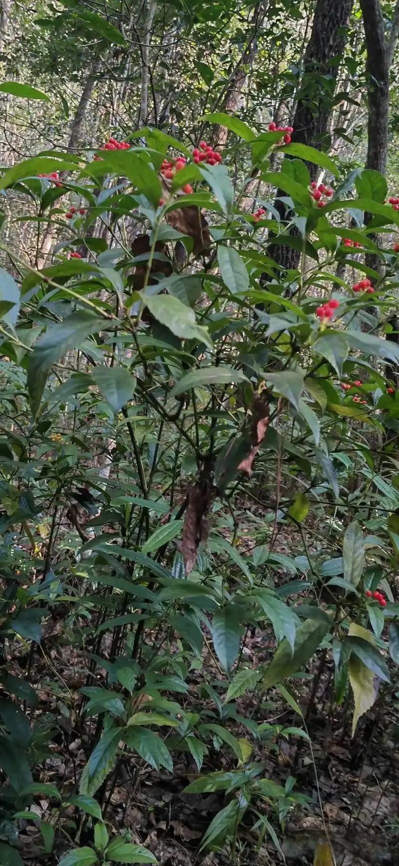 野生草珊瑚