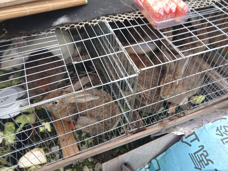 比利时肉兔
