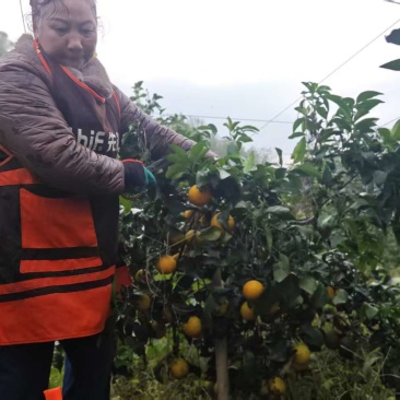 5—6年爱媛果冻橙果树苗，4000颗