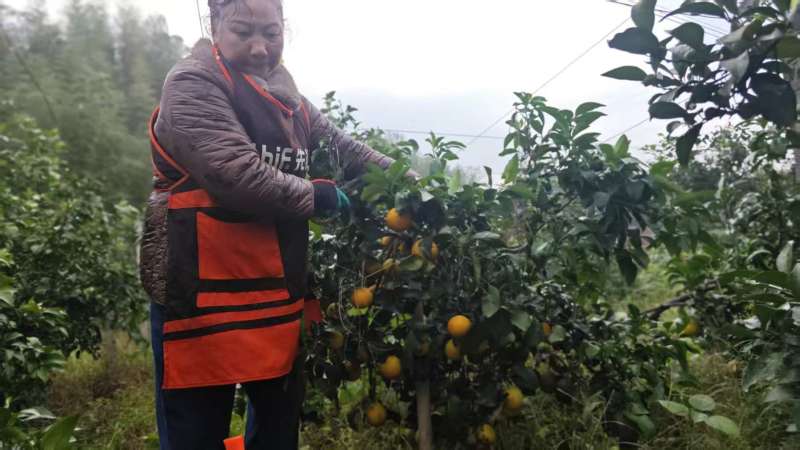 5—6年爱媛果冻橙果树苗，4000颗