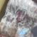 二级鸭舌山东厂家直销价格便宜