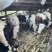 不喂饲料散养.肉感新鲜.要卖六头.为母牛、牛犊、以照片为实