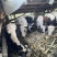 不喂饲料散养.肉感新鲜.要卖六头.为母牛、牛犊、以照片为实