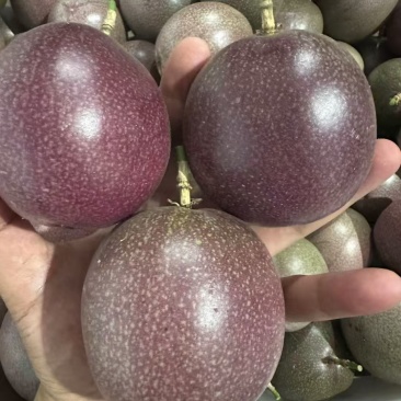 蜜桃百香果批发