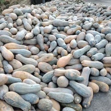 南瓜