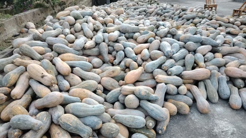 南瓜