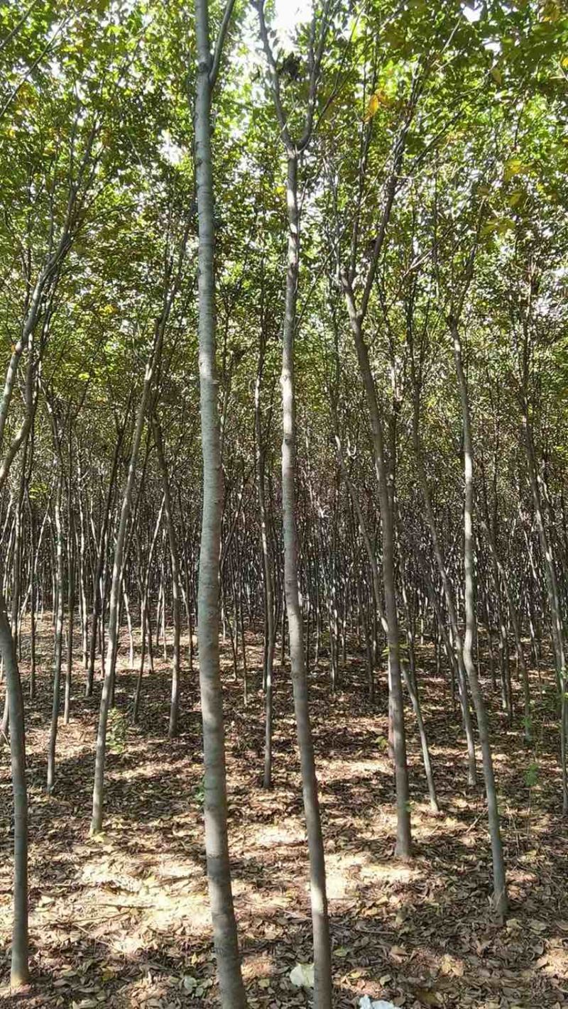 3-4-5-6公分榉树