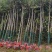 3-4-5-6公分榉树