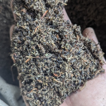 老鹰茶茶碎，茶末（另有老鹰茶供应可联系）
