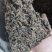 老鹰茶茶碎，茶末（另有老鹰茶供应可联系）
