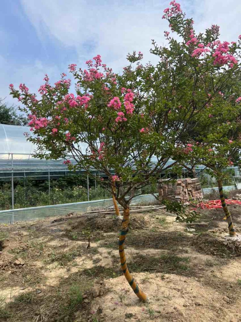 造型红花紫薇