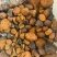 天然牛黄