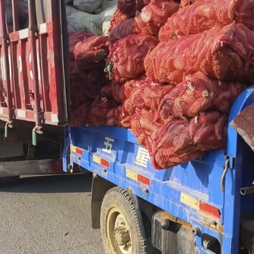 残次品地瓜各种品种
