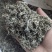 红白茶茶碎，茶末