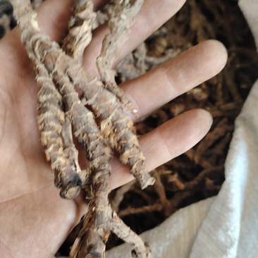 石菖蒲