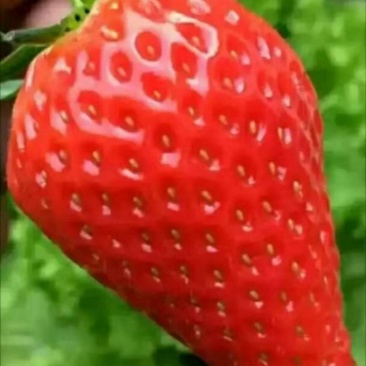 草莓