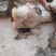 牛头。牛蹄