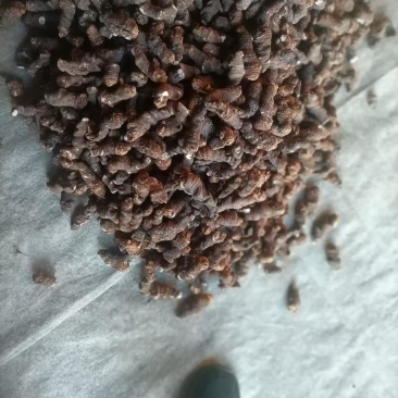 重楼长期有货******随时为您解答