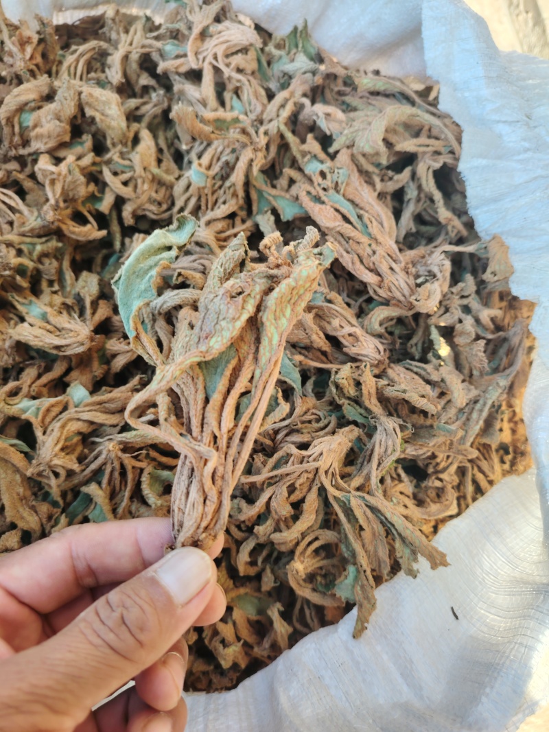 石上莲