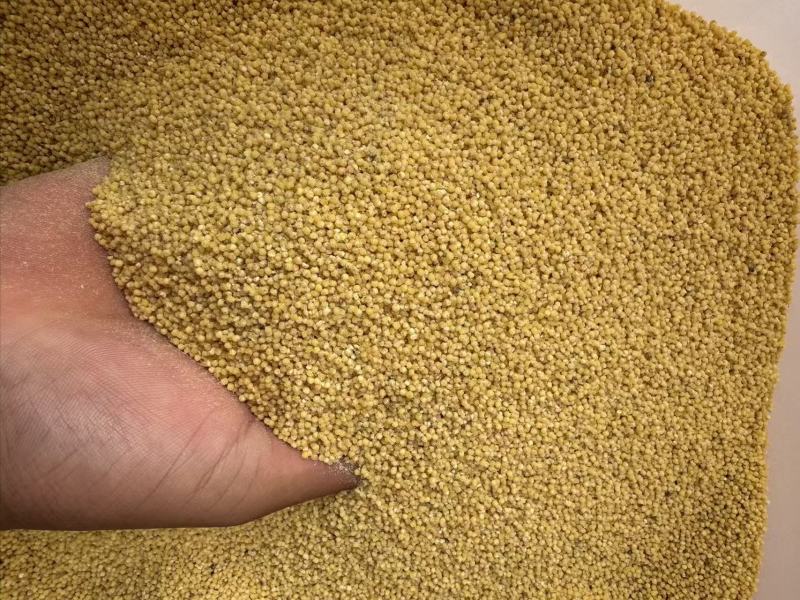 河北金黄小米