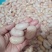 新鲜鸡子