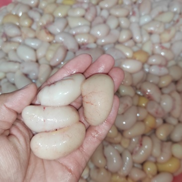 新鲜鸡子