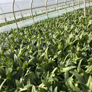 精品油麦菜