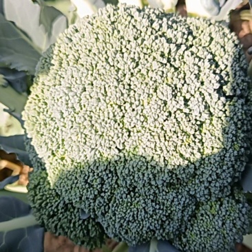 新鲜的还没有采摘的西兰花