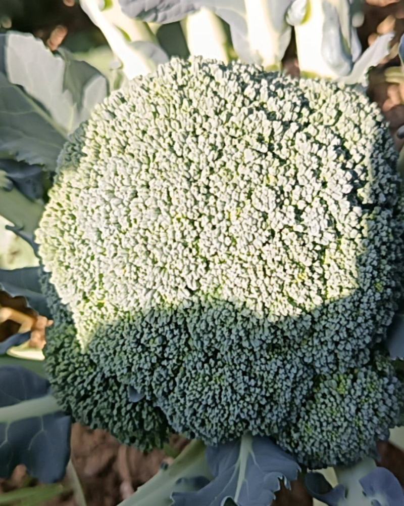新鲜的还没有采摘的西兰花