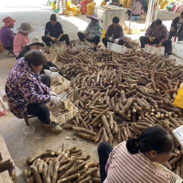 华南9号黄心木薯。