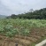华南9号黄心木薯。