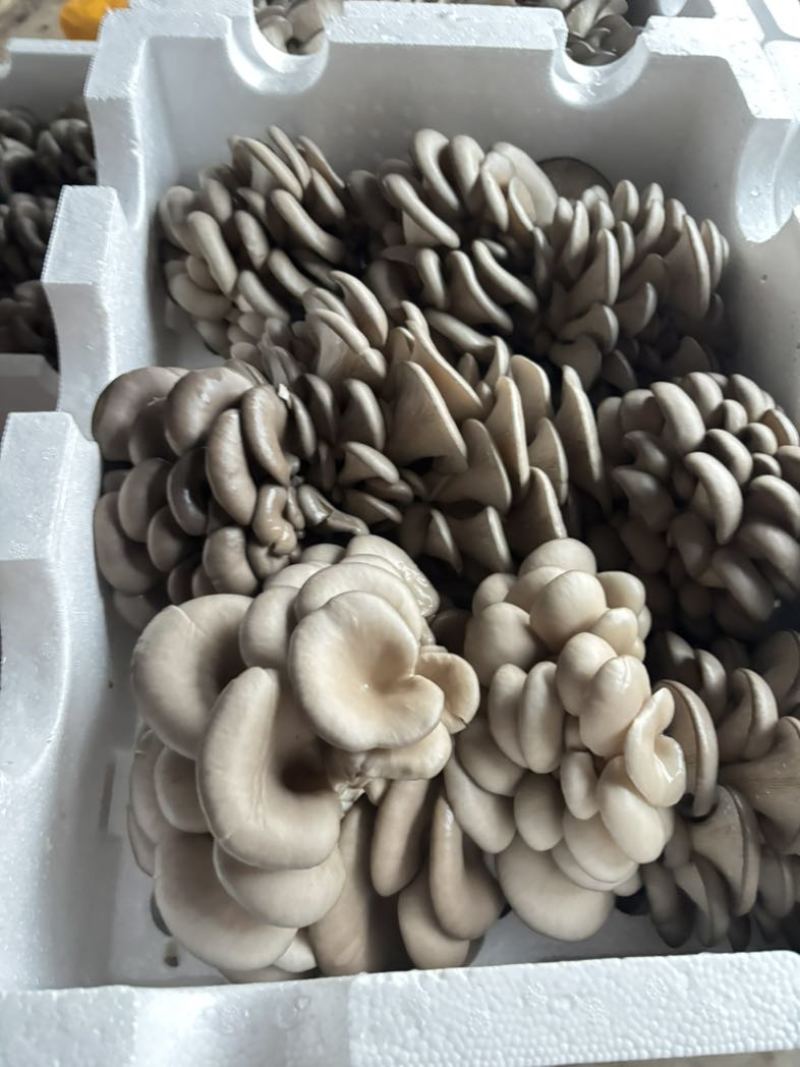 新鲜平菇A类