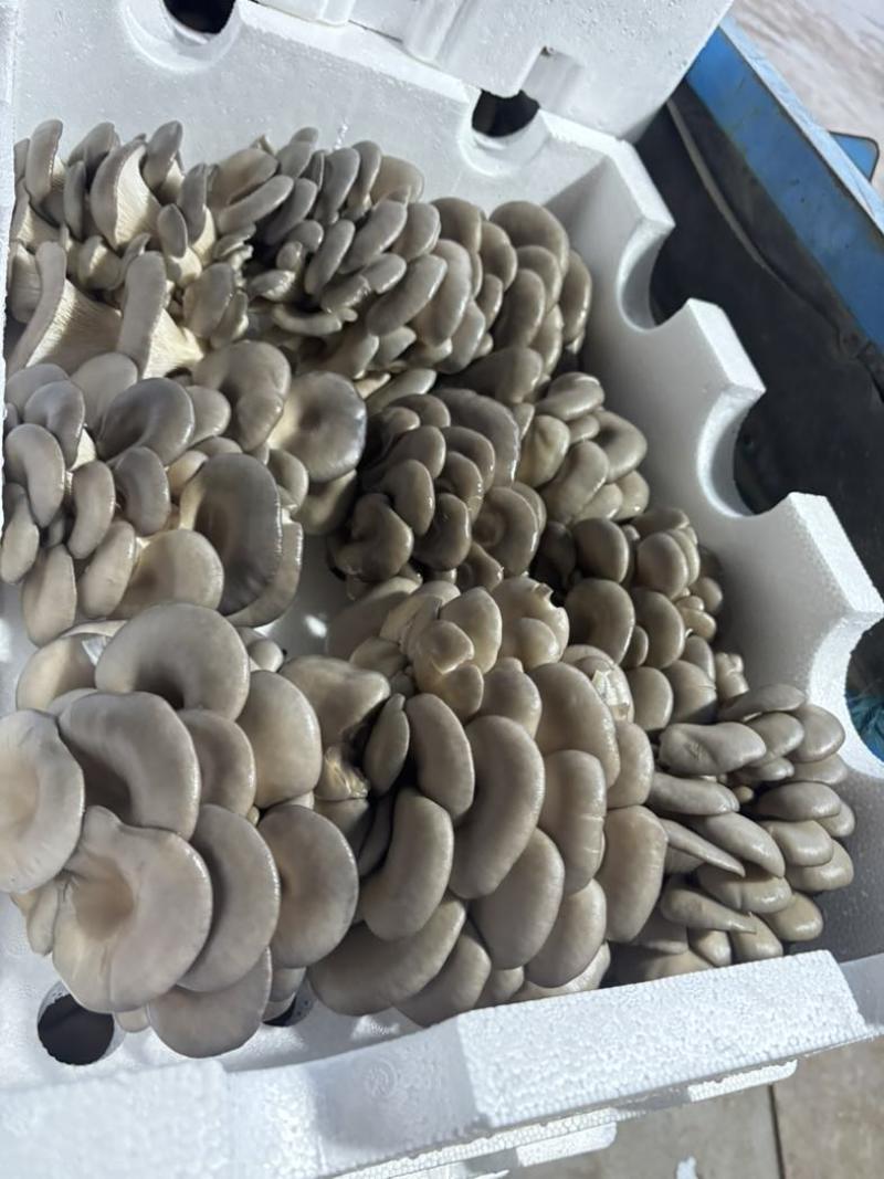 新鲜平菇A类